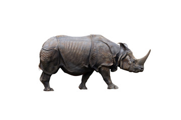 Fototapeta premium Side view of one-horned Rhinoceros (rhino) isolated on a white background
