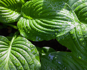 Fototapeta premium Hosta green leaves with dewdrops