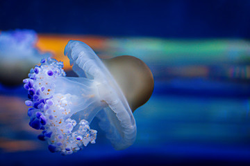 Close-up of a jellyfish Cotylorhiza tuberculata swimming. © Sergi