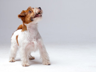Jack Russell Terrier in studio
