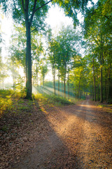 Obraz premium Sonne scheint durch Nebel auf Weg im Wald