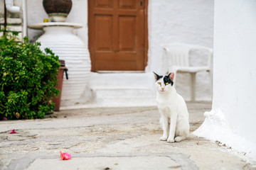 White cat with black ears sitting in the white empty street