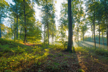 Die Sonne scheint in den Wald durch Nebel - Buchenwald im Herbst