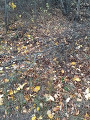 Obraz premium fallen foliage and green grass in the autumn forest