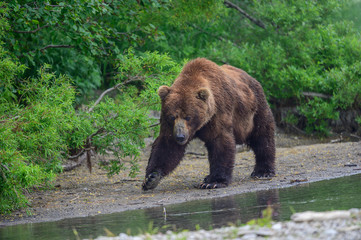 Ruling the landscape, brown bears of Kamchatka (Ursus arctos beringianus)