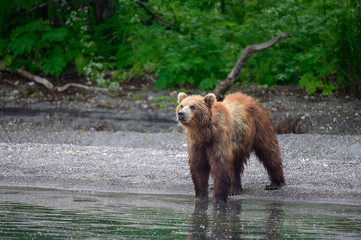 Ruling the landscape, brown bears of Kamchatka (Ursus arctos beringianus)