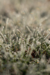 Dew on a grass background.