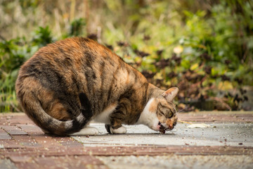 Female calico cat eating chewing on something in the backyard