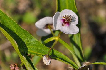 Closeup of arrowhead flower
