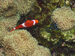 poisson clown