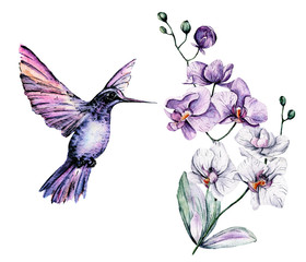 Watercolor hummingbird, tropical leaf and flowers orchid. Isolated on white background. Hand painting illustration.