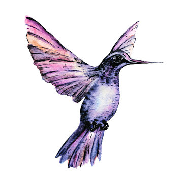 Watercolor hummingbird, tropical illustration. Isolated on white background. Hand painting bird.
