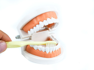 Plastic teeth models with Toothbrush how to clean teeth with brush properly and right, isolated on white background, concept Dental care and medical