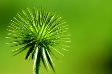 Weed on a green background.