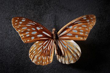 Obraz na płótnie Canvas Butterfly specimen