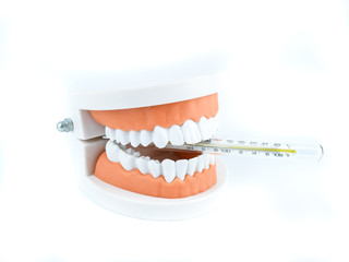 Plastic teeth models with Toothbrush how to clean teeth with brush properly and right, isolated on white background, concept Dental care and medical