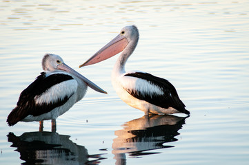 Pelican at long reach water hole - Northern Territory, Australia