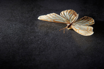 Butterfly specimen