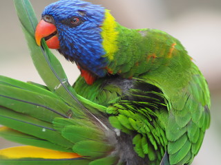perroquet vert et bleu lissant ses plumes