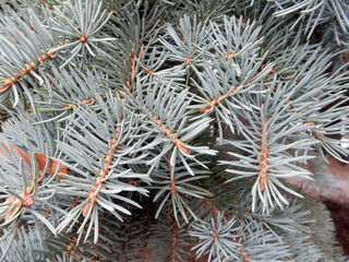 Naklejka na ściany i meble coniferous branches of a blue Himalayan evergreen christmas tree