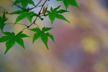 　Autumn color