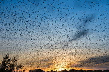 Schwarm von Zugvögeln im herbstlichen Sonnuntergang