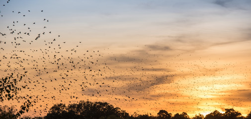 Schwarm von Zugvögeln im herbstlichen Sonnuntergang