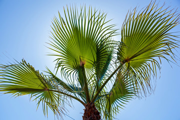 Top of a palm tree on the blue sky background