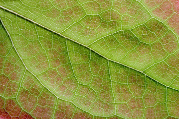 Naklejka na ściany i meble Leaf of Epimedium | Blatt der Elfenblume