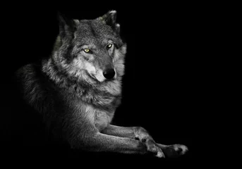 Poster Aan het kijken. wolvenvrouwtje ligt prachtig op de grond, imposante leugens. Krachtig sierlijk dier Halve draai. Zwarte achtergrond verkleurd maar gele ogen © Mikhail Semenov