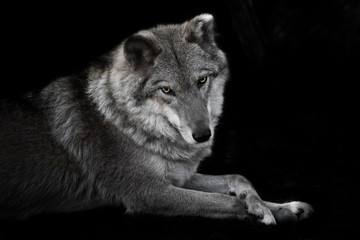 Cute looks half a turn. wolf female lies beautifully on the ground, imposingly lies. Powerful graceful animal but a strong beast is beautifully lying cross-legged discolored but yellow eyes