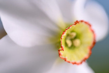 poet's daffodil   Dichter-Narzisse © Rita Priemer