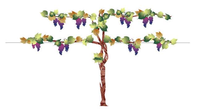 VIGNA VIGNETO VITE VINEYARDS WINE	