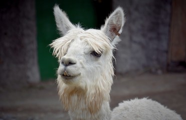 portrait of a lama