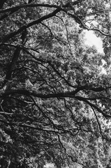 Black and white shot of Beautiful Southern Live Oak canopy, Central Florida