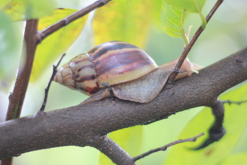 Snail on the old tree trunk