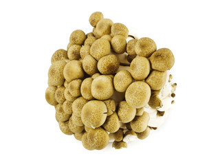 shimeji mushroom brown varieties isolated on a white background,element of food healthy nutrients and herb vegetable ingredient concept 