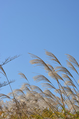 ススキ  青空 
