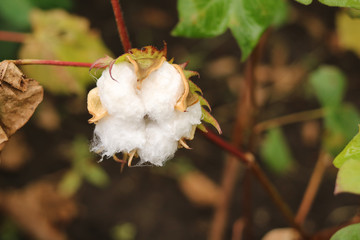 cotton bolls on plants in the field.