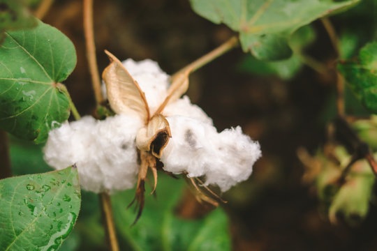 cotton bolls on plants in the field.
