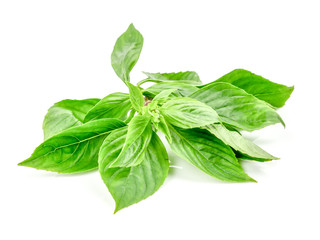 fresh Sweet Basil, Thai Basil leaf (Ocimum basilicum) isolated on white background