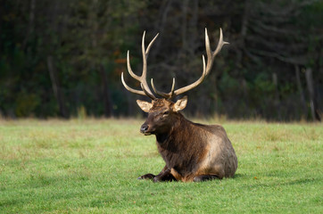 Naklejka na ściany i meble A bull elk with large antlers resting in a meadow in Canada