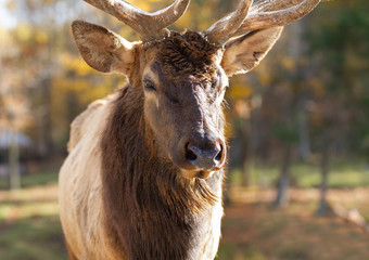 Bull Elk isolated walking in the spring forest in Canada
