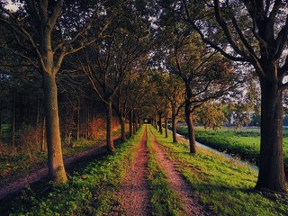 Naklejka premium A road passing through an alley of forest close to dwelling ...