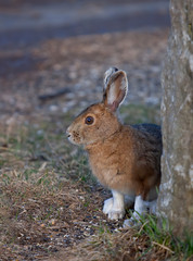 Naklejka na ściany i meble Brown Snowshoe hare or Varying hare with brown coat closeup in spring in Canada