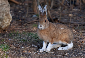 Brown Snowshoe hare or Varying hare with brown coat closeup in spring in Canada © Jim Cumming