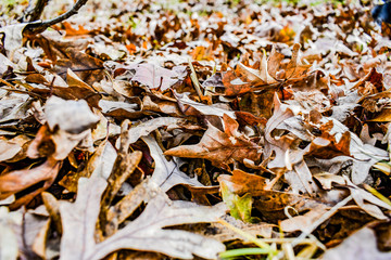 Brown Leaves in the Fall