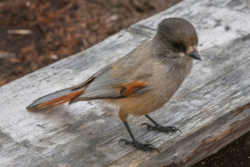 Unglückshäher, Perisoreus infaustus, siberian jay, kuukkeli