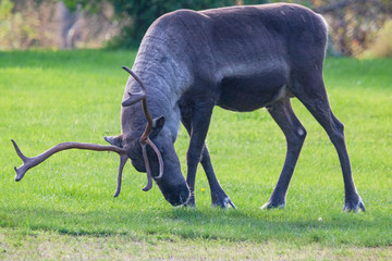 Rentier, Rangifer tarandus, Reindeer