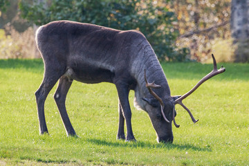 Rentier, Rangifer tarandus, Reindeer